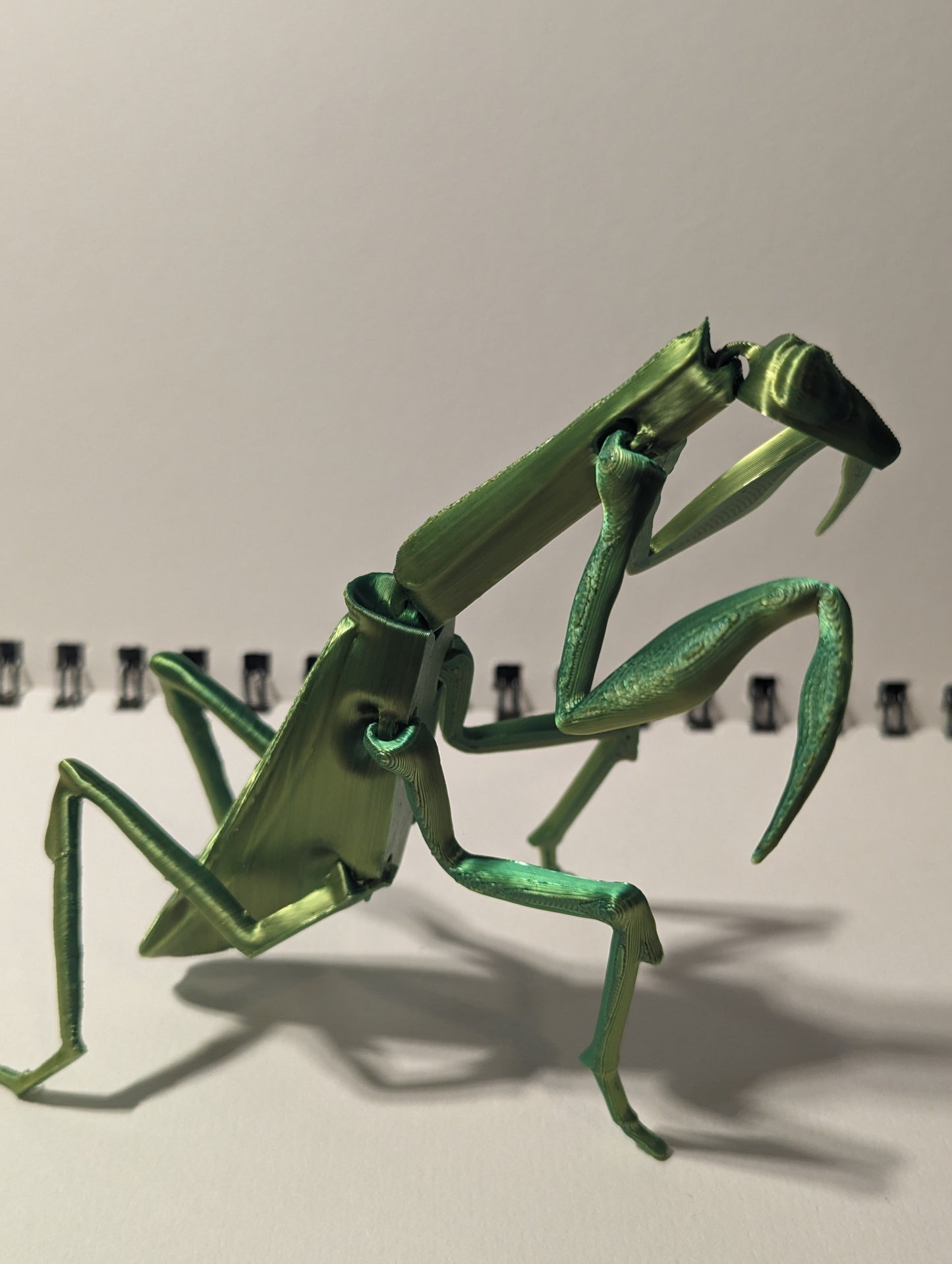 Mantis flexi