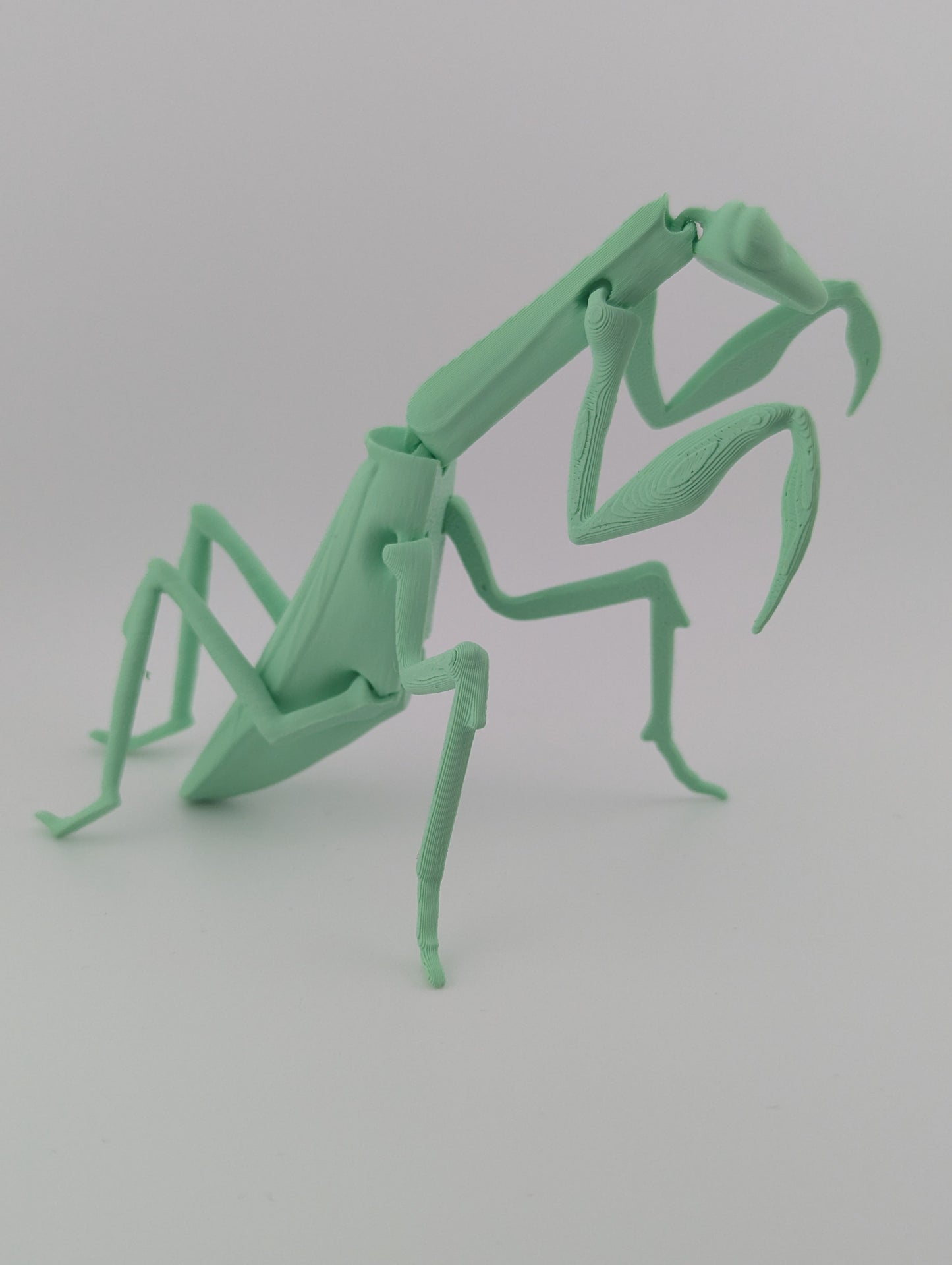 Mantis flexi