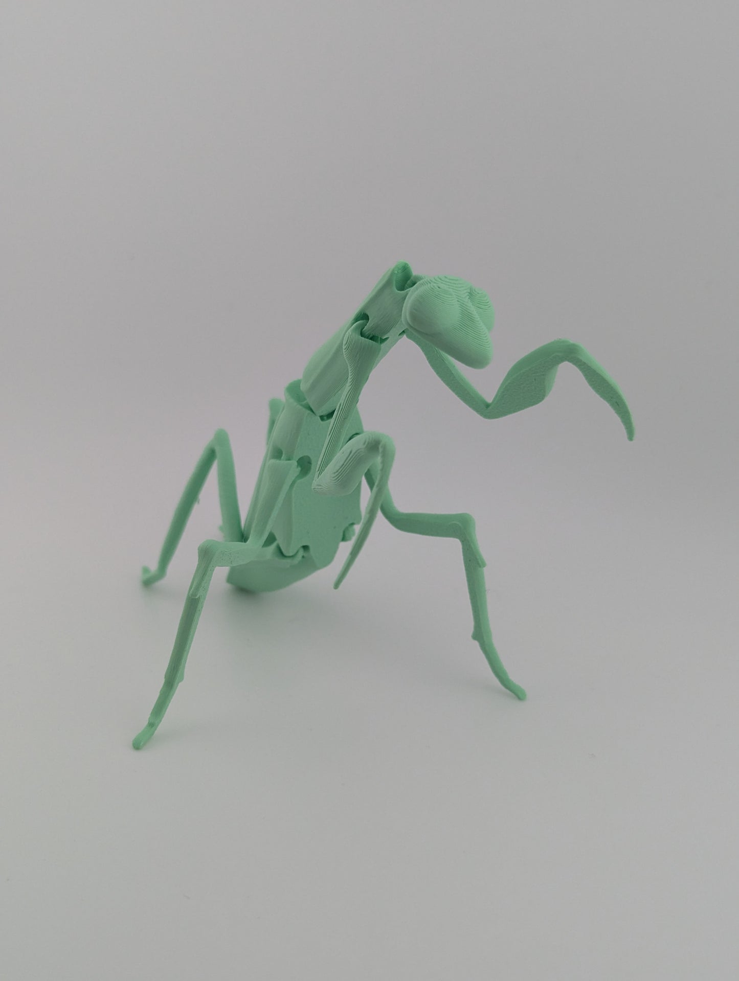 Mantis flexi